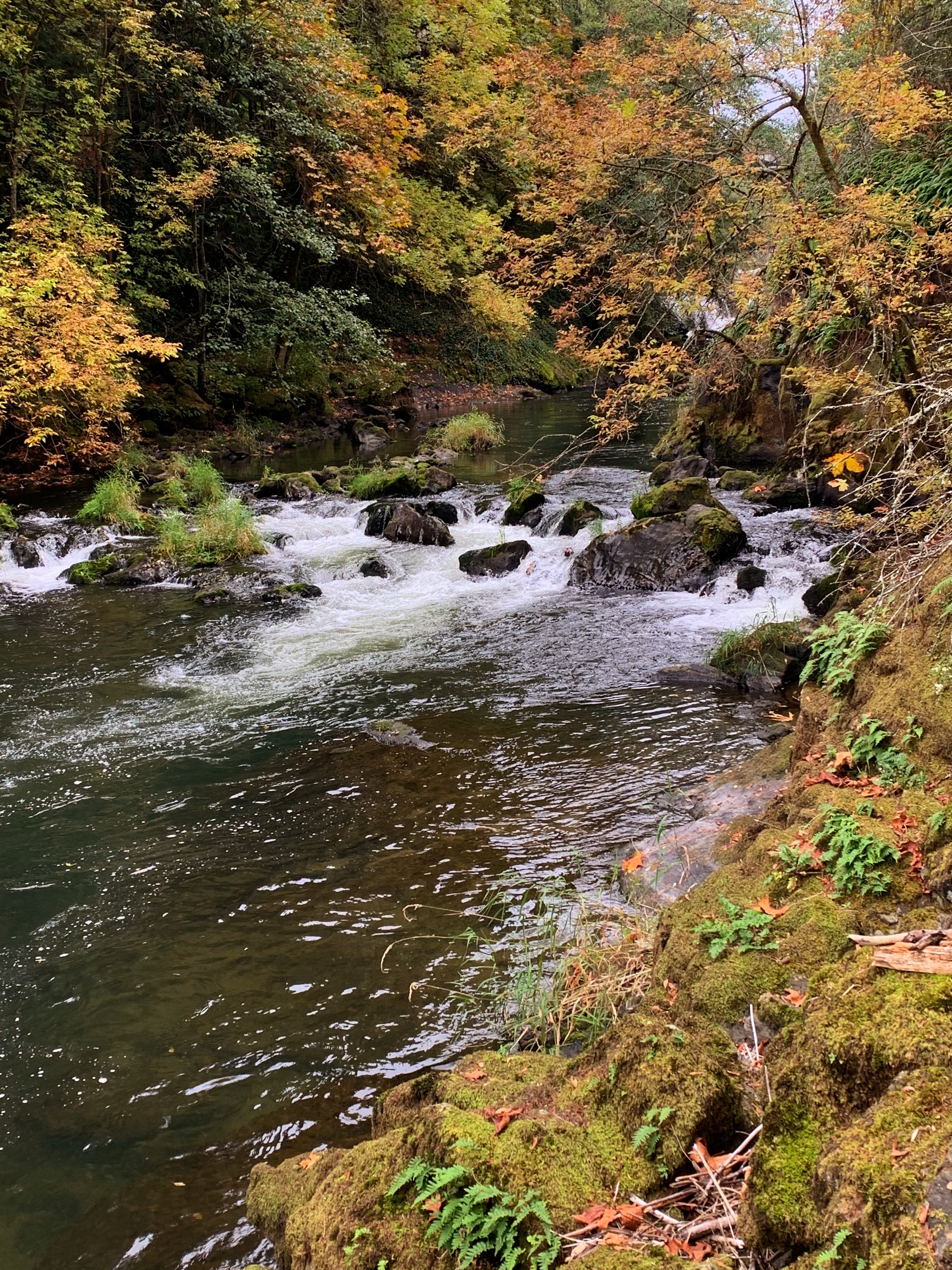 Autumn Walk